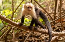 Jaco’s Wild Morning – Monkeys, Crocs & Local Flavors