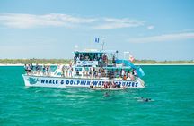Port Stephens: Splash 'n' Slide Dolphin Cruise