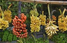 Cuenca to Guayaquil one-way tour with Cajas Park and a Cacao Farm visit