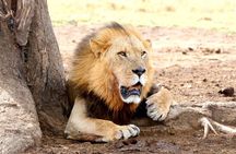 Lake Nakuru NP Half-Day Safari