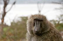 Lake Nakuru NP Half-Day Safari