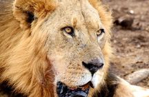 Lake Nakuru NP Half-Day Safari