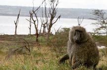 Lake Nakuru NP Half-Day Safari