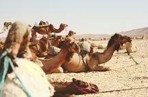 Travel To Jericho & Jordan River Half Day Tour From Jerusalem