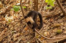 Jaco’s Wild Morning – Monkeys, Crocs & Local Flavors