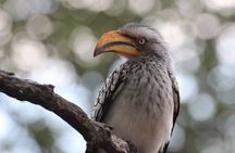 Full Day Big 5 Game Safari in Kruger National Park from Hazyview
