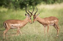 Full Day Big 5 Game Safari in Kruger National Park from Hazyview