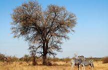 Full Day Big 5 Game Safari in Kruger National Park from Hazyview