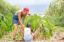 Taste of Hawaii: A Maui Farm Tour