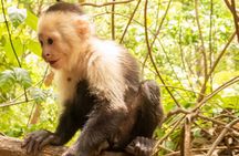 Jaco’s Wild Morning – Monkeys, Crocs & Local Flavors