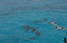 Private Speed Boat Trip in Hurghada, Swimming with Dolphins