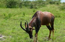 PRIVATE Wildebeest Calving Safari, Tanzania, January to March 