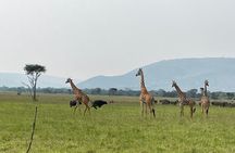 5 Days 4 Nights Akagera Safari and Chimpanzee Trekking Rwanda