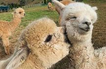 Shamakhi Alpaca Private Tour
