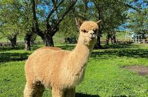 Shamakhi Alpaca Private Tour