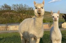 Shamakhi Alpaca Private Tour
