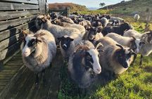 Scenic tour to Steinsfjellet, locals at Kringsjå & Rising Tide
