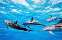 Mauritius : Dolphins Swim and Ile Aux Bénitiers with BBQ