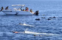 Mauritius : Dolphins Swim and Ile Aux Bénitiers with BBQ