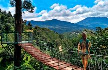 Half Day Private Tour between Avocado Trees in Antigua