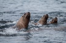 2 Hour Private Marine Wildlife Tour