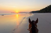 Palomino Horseback Riding Tour