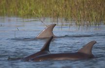 Folly Beach Eco Boat Excursion and Morris Island Drop Off