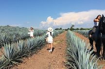Private One Day Adventure Tour in Tequila and José Cuervo Tequila
