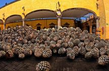 Private One Day Adventure Tour in Tequila and José Cuervo Tequila