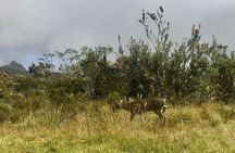 Chingaza National Park Day Tour from Bogotá: Andean Wilderness