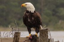 Chincoteague and Assateague Birdwatching Boat Tour