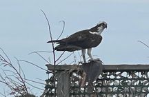Chincoteague and Assateague Birdwatching Boat Tour