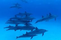 Private Boat To Dolphin House & Snorkeling with Lunch - Hurghada