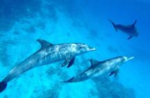 Private Boat To Dolphin House & Snorkeling with Lunch - Hurghada