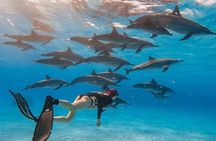 Private Speedboat For Dolphin Swim & Water Activities - Hurghada