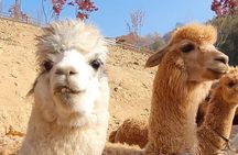 Nami Island & Alpaca World with Gangchon Rail Bike Day Tour