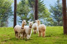 Alpaca World and Nami Island with Gangchon Rail Bike Tour