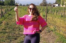  Cousiño Macul Vineyard - Maipo Valley - Premium Tasting - HD