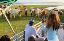 Sunset Wildlife Cruise along Assateague