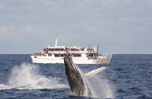 Port Stephens: Whale Watching Cruise