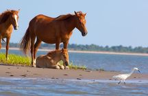 Sunset Wildlife Cruise along Assateague