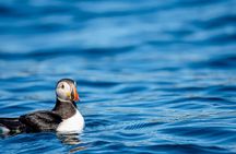 Whale safari with Puffins and Muffins (Andøy, Vesterålen)