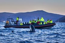 Whale safari with Puffins and Muffins (Andøy, Vesterålen)