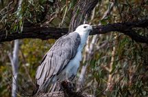 Pambula River Kayaking Tour