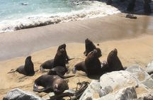 Valparaiso, Viña del M, Vineyard testing, Sea lions, Boat ride