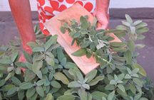 Pasta Cooking Classes and Apulian Recipes