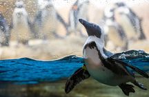 California Academy of Sciences General Admission Ticket