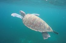 Discovery and snorkeling with sea turtles 