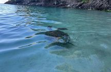 Discovery and snorkeling with sea turtles 