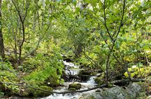 Ultimate Anchorage Summer Wildlife Tour